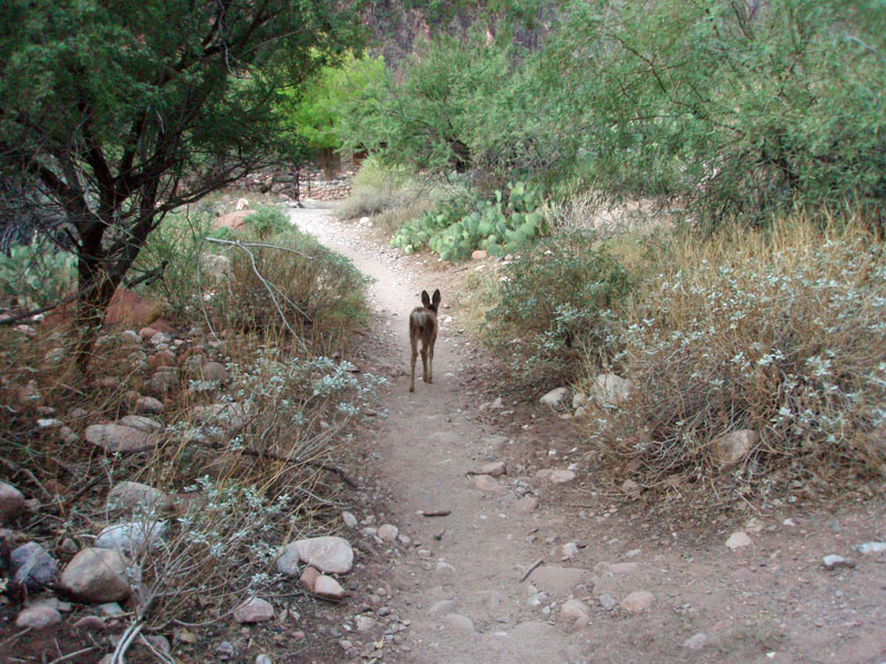 fawn leads us along trail